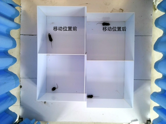 图1:旷场框架位置移动前后对比
