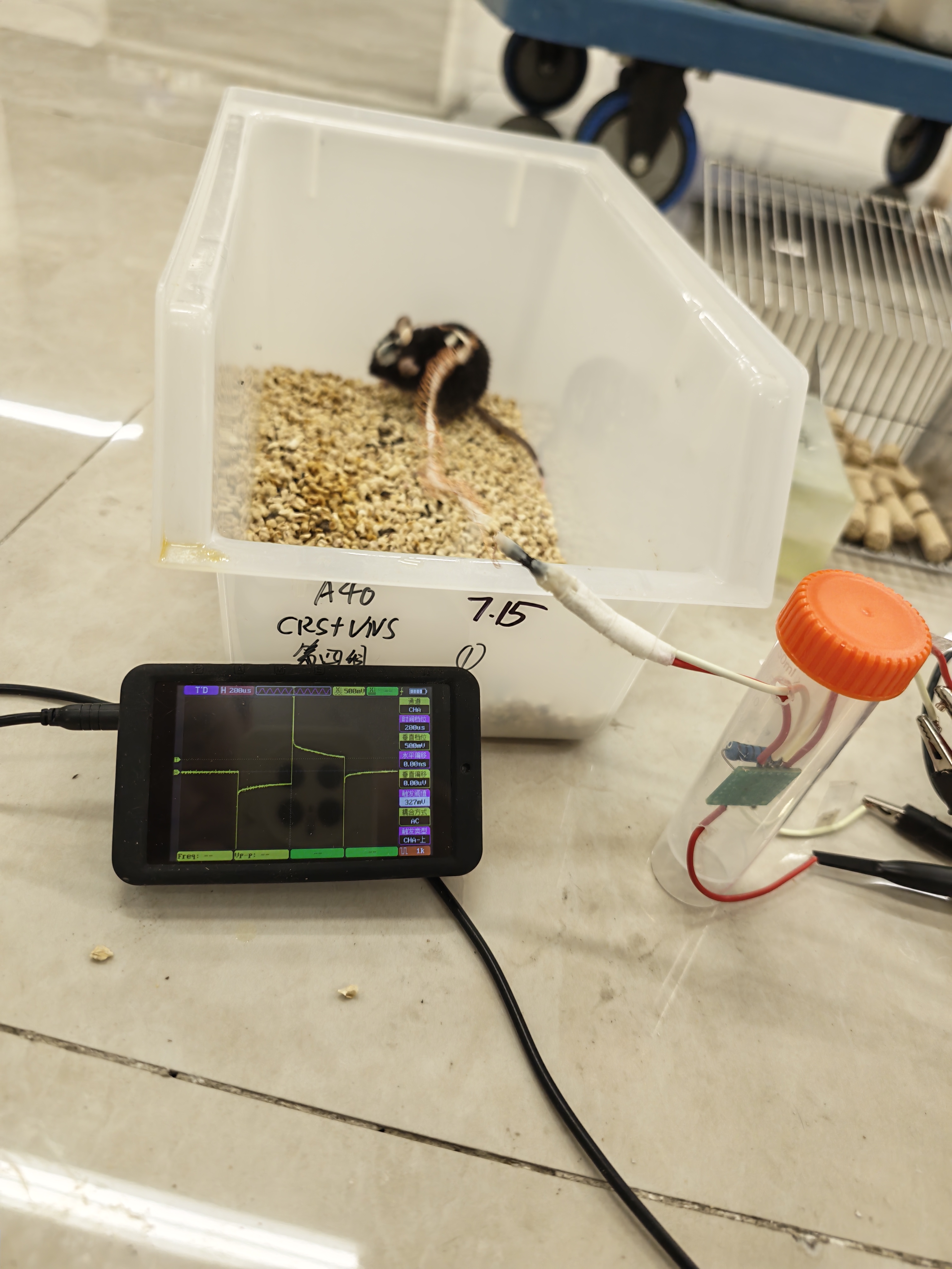 图2:A40电刺激现场记录